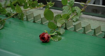 Éric Baudelaire (*1973) This Flower In My Mouth, 2021 (Still), Hamburger Kunsthalle, Dauerleihgabe der Stiftung Hamburger Kunstsammlungen © Courtesy the artist / VG Bild-Kunst, Bonn 2024